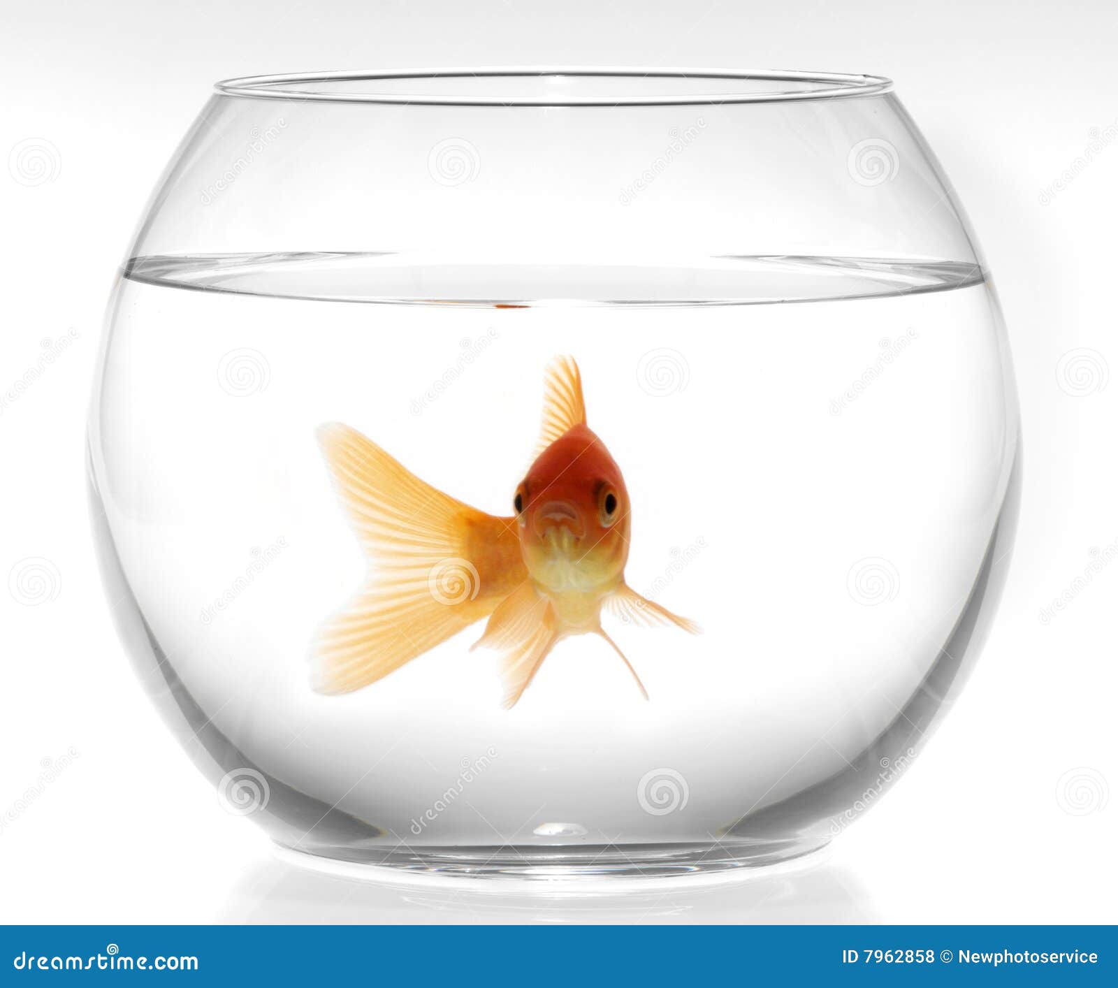 Goldfish in aquarium stock photo. Image of macro, light 7962858