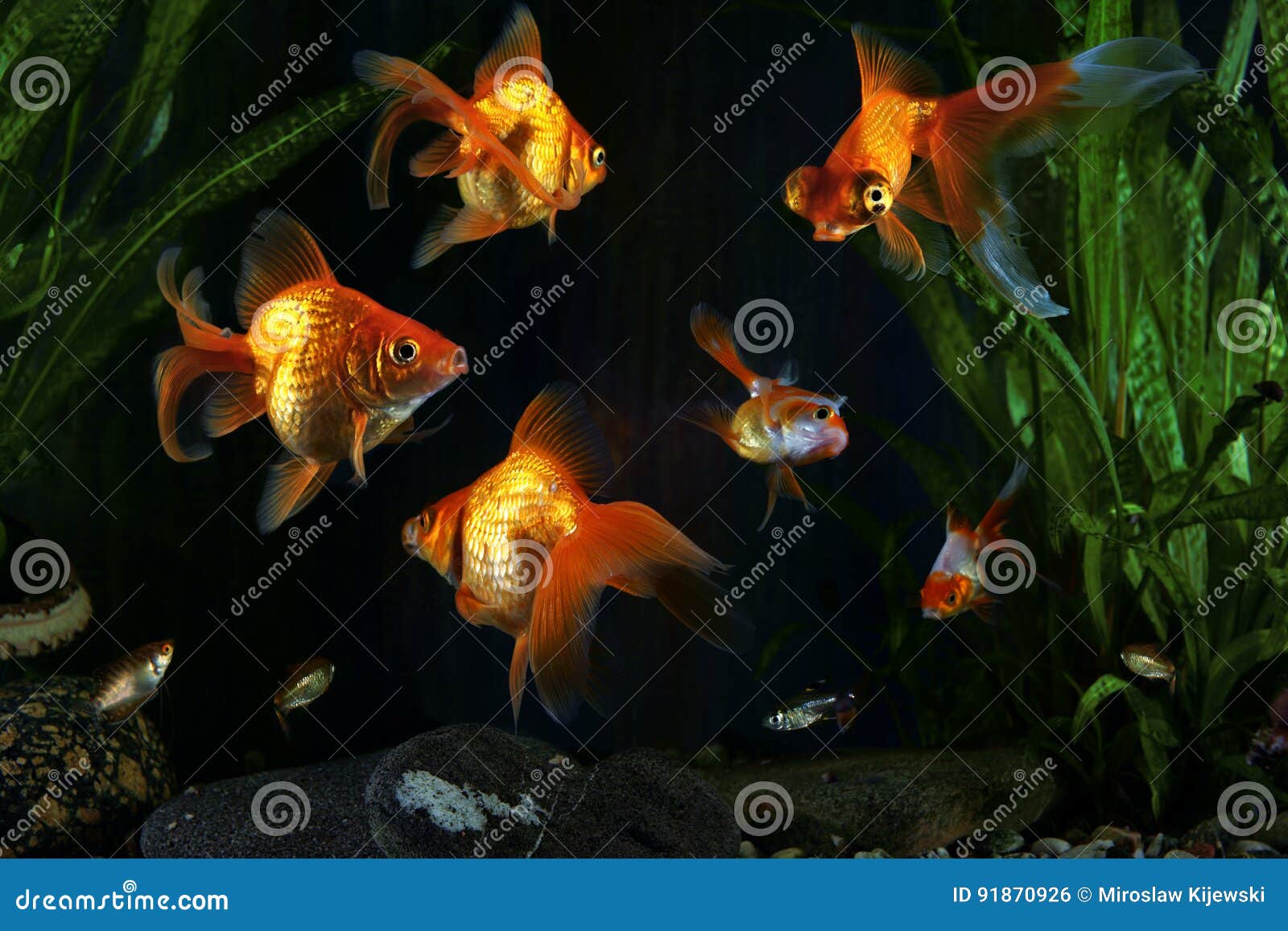 Goldfish, Aquarium, a Fish on the Background of Aquatic Plants Stock