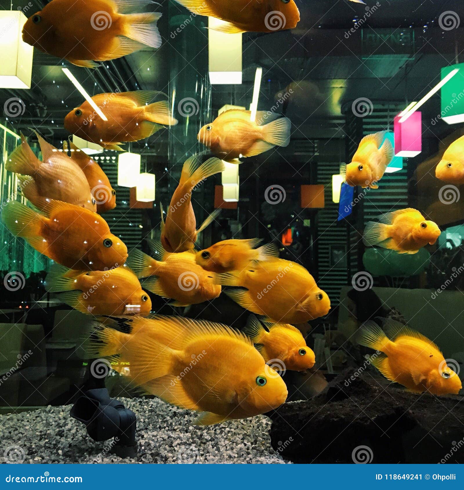 Goldfish in the aquarium stock image. Image of scales - 118649241