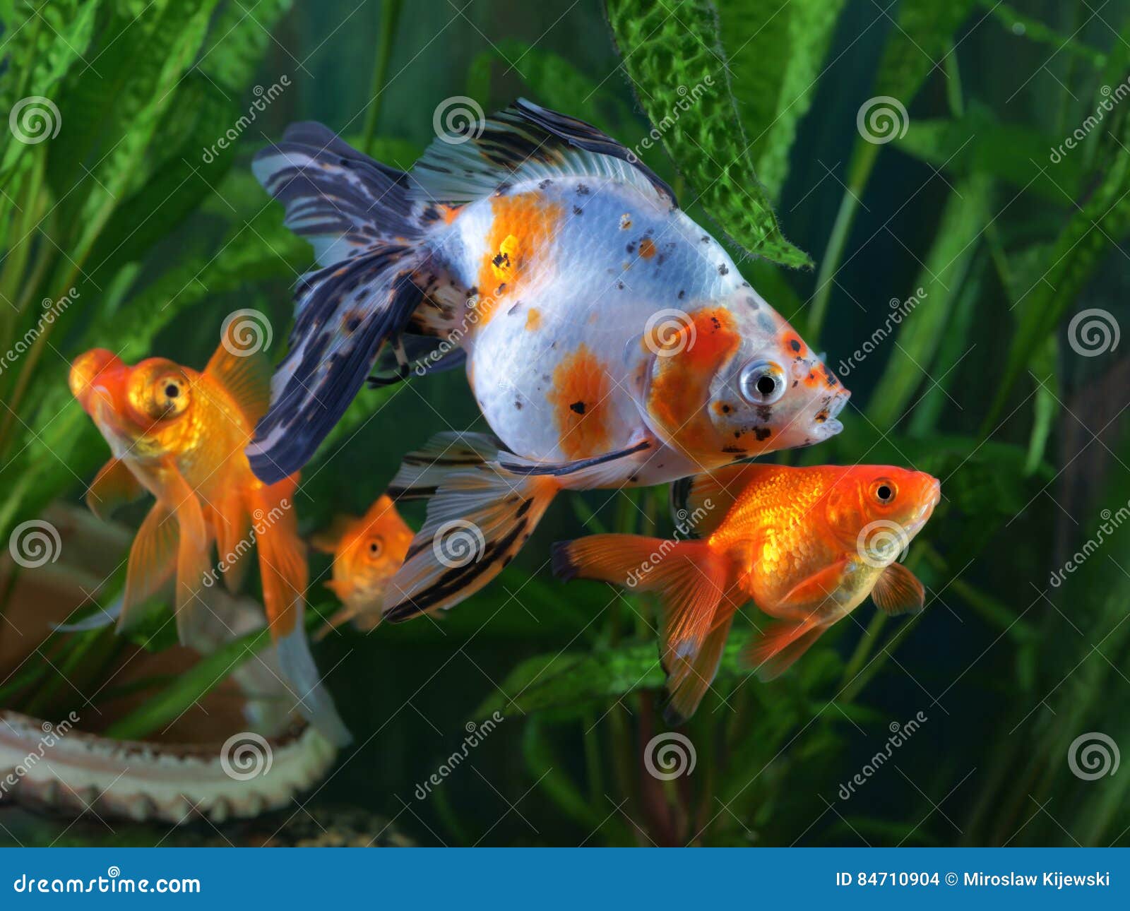 Goldfish In Aquarium Stock Photo 103693956