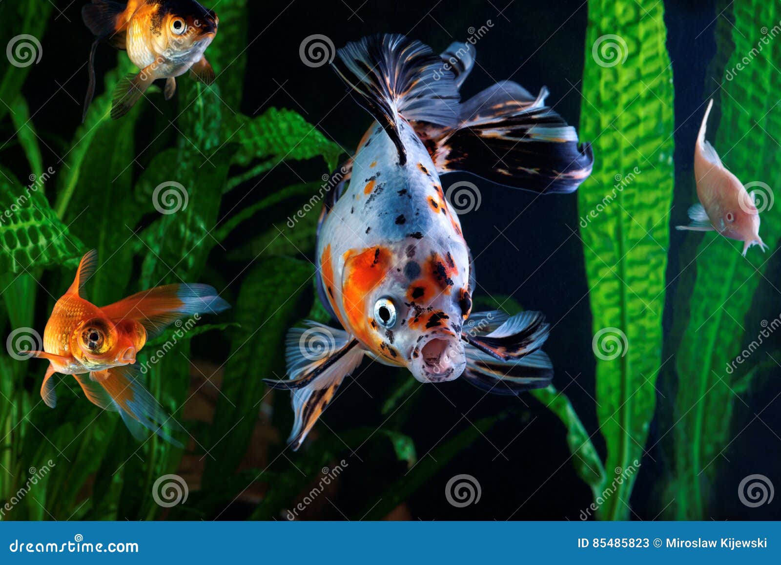 Goldfish In Aquarium Stock Photo 103693956