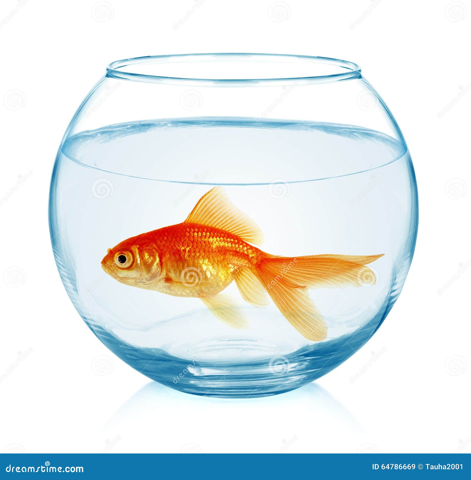 free goldfish aquarium screensaver