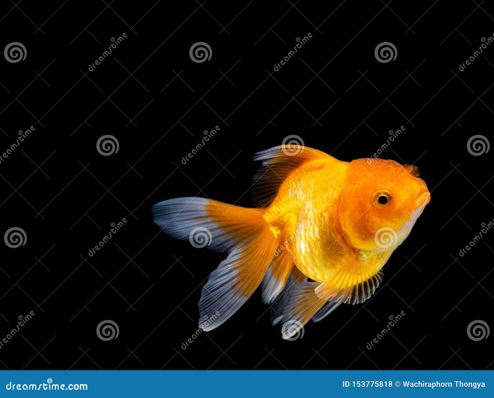 Goldfish on Black Background,Goldfish Swimming on Black Background ,Gold  Fish,Decorative Aquarium Fish,Gold Fish Stock Photo - Image of animals,  freedom: 153775818