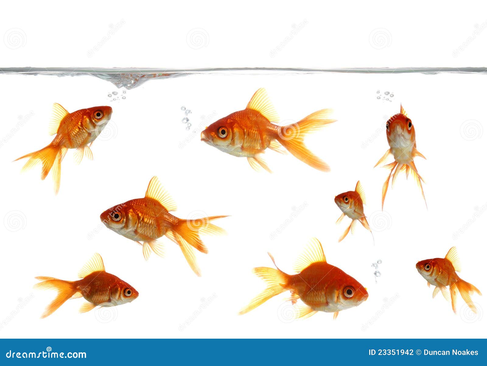 Goldfish Blowing Bubbles stock photo. Image of goldfish 23351942