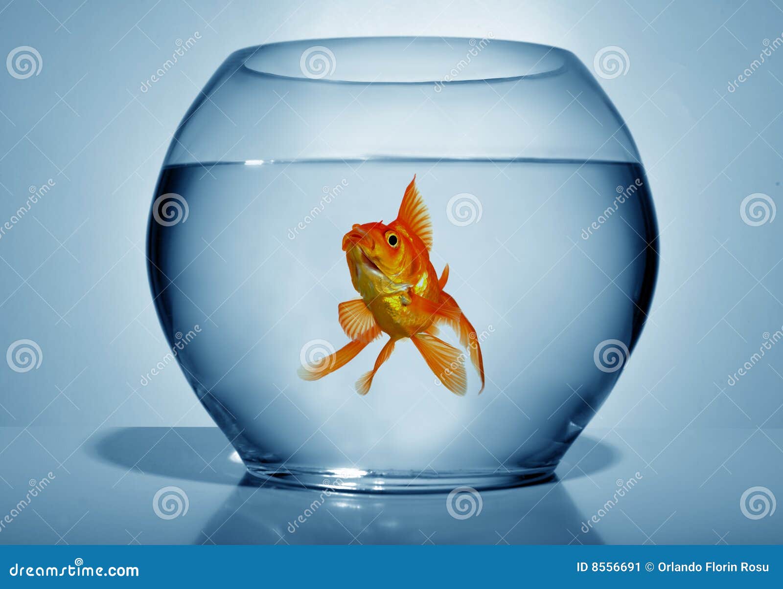 goldfish in bowl