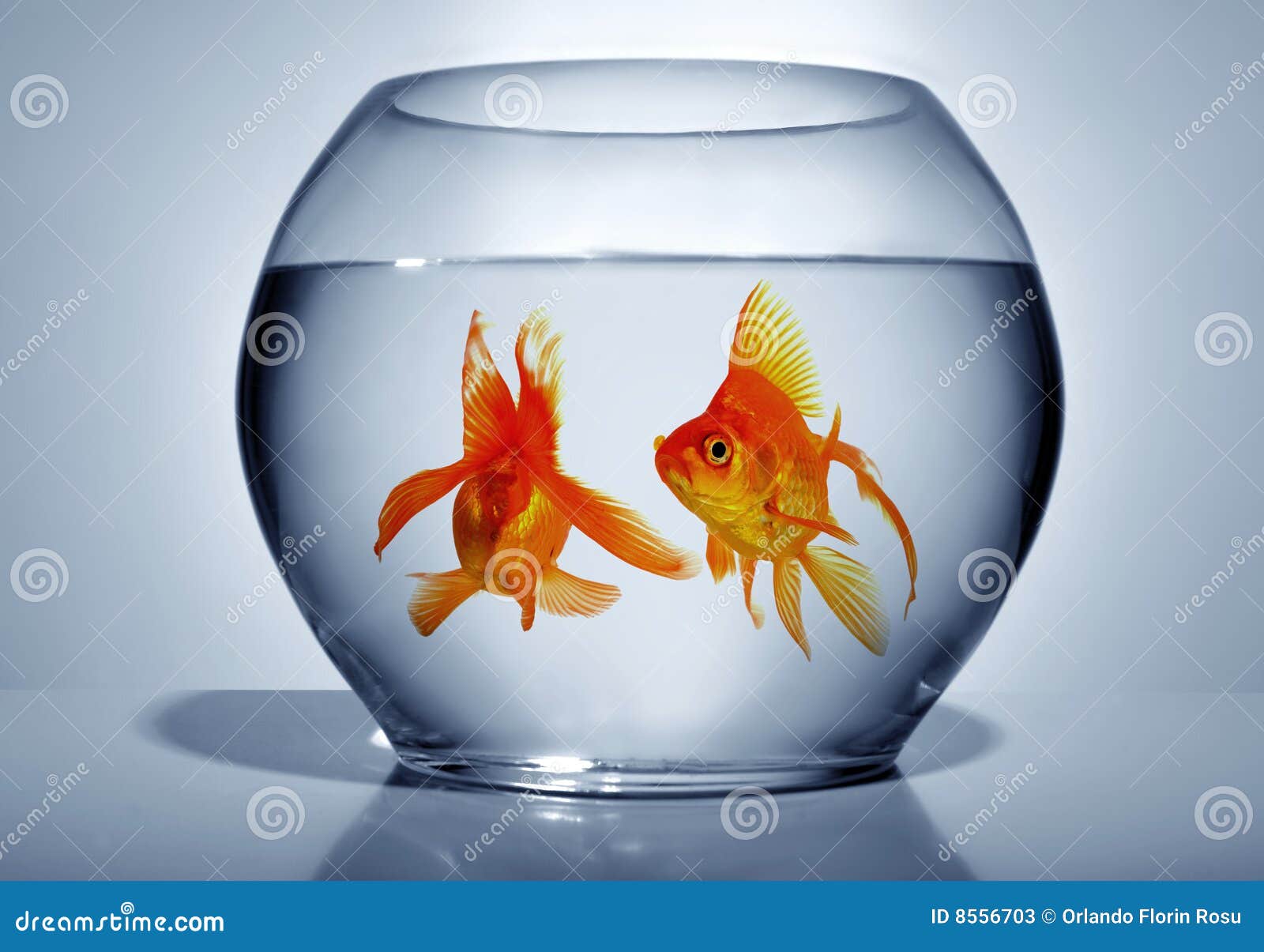 Goldfish in bowl stock image. Image of water, freedom 8556703