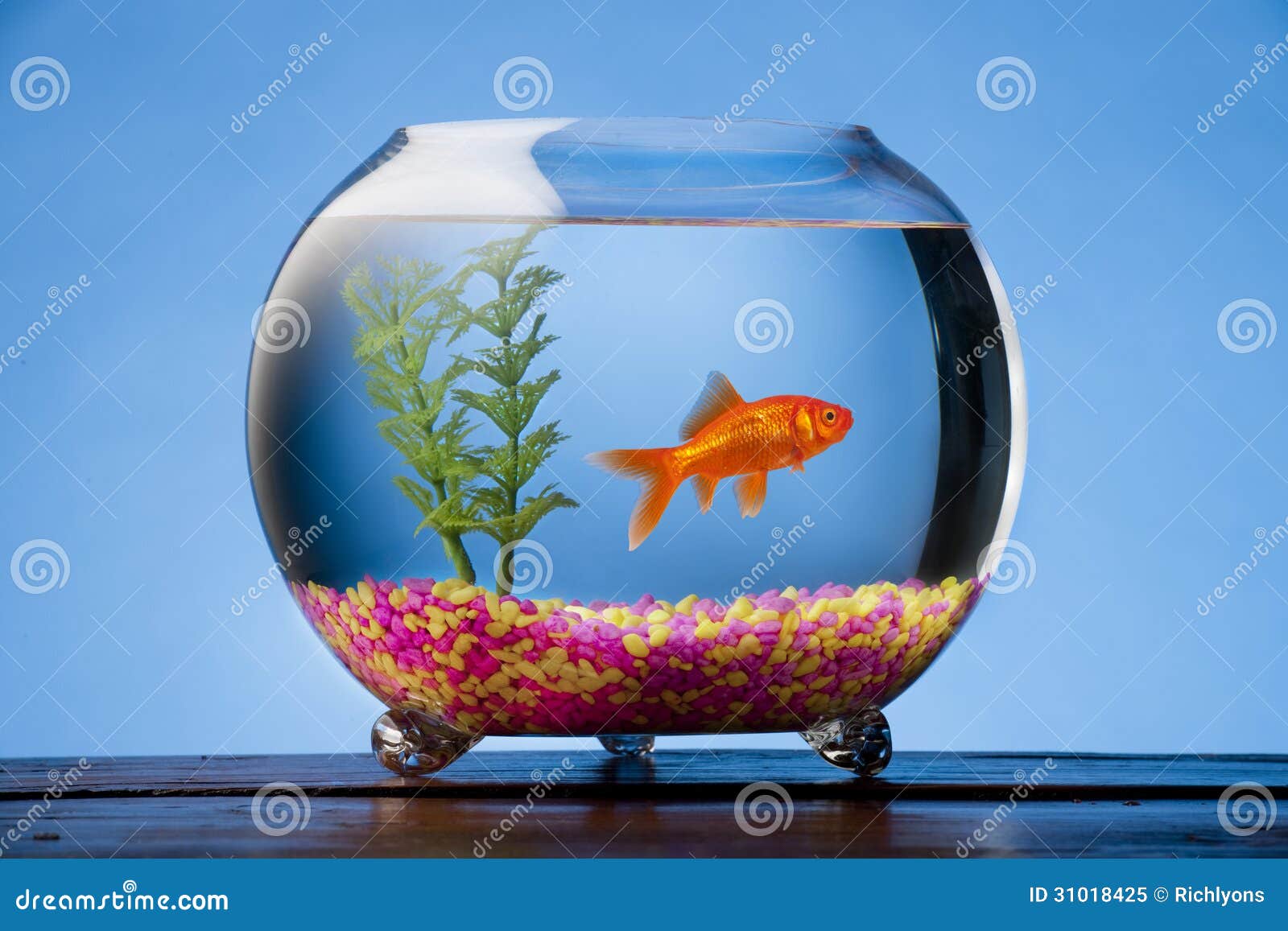 Goldfish in a Bowl stock image. Image of macro, clear - 31018425