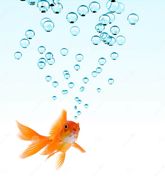 Goldfish and Bubbles stock photo. Image of goldfish, close 2741422