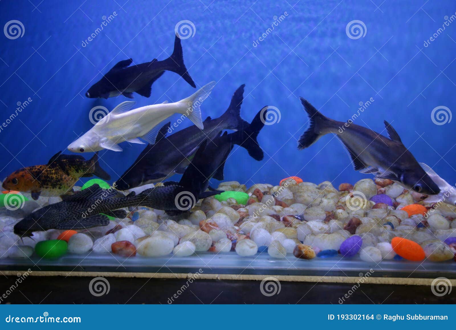 Big Fish Tank with Blue Background Stock Photo - Image of sucker,  goldfishbig: 193302164