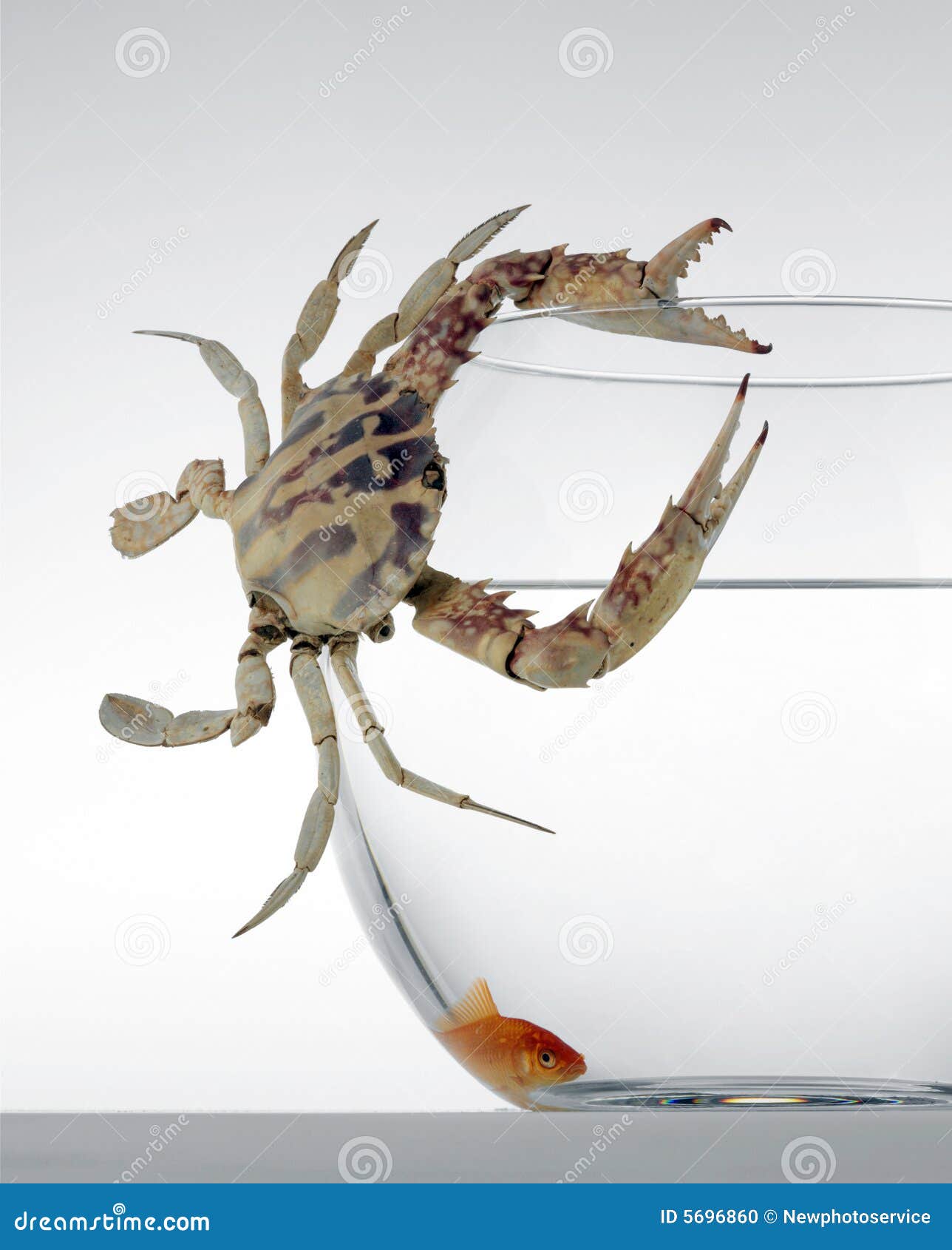 Goldfish with a crab stock photo. Image of escape, group 5696860