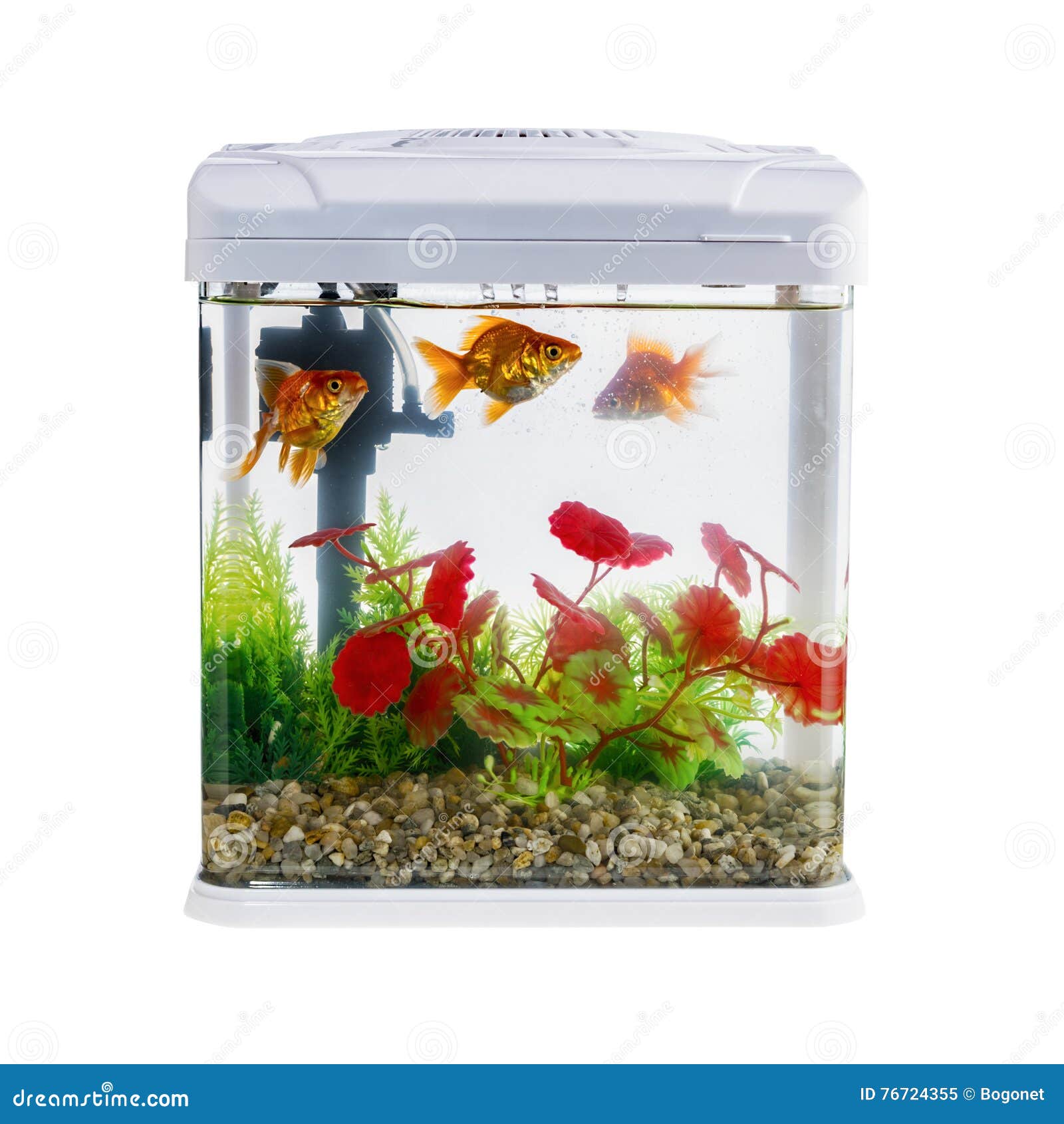 Goldfish in a Daylight Water Tank (aquarium) Stock Image Image of