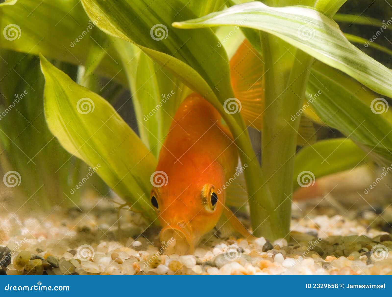 Goldfish eating 01 stock photo. Image of hidden, plant