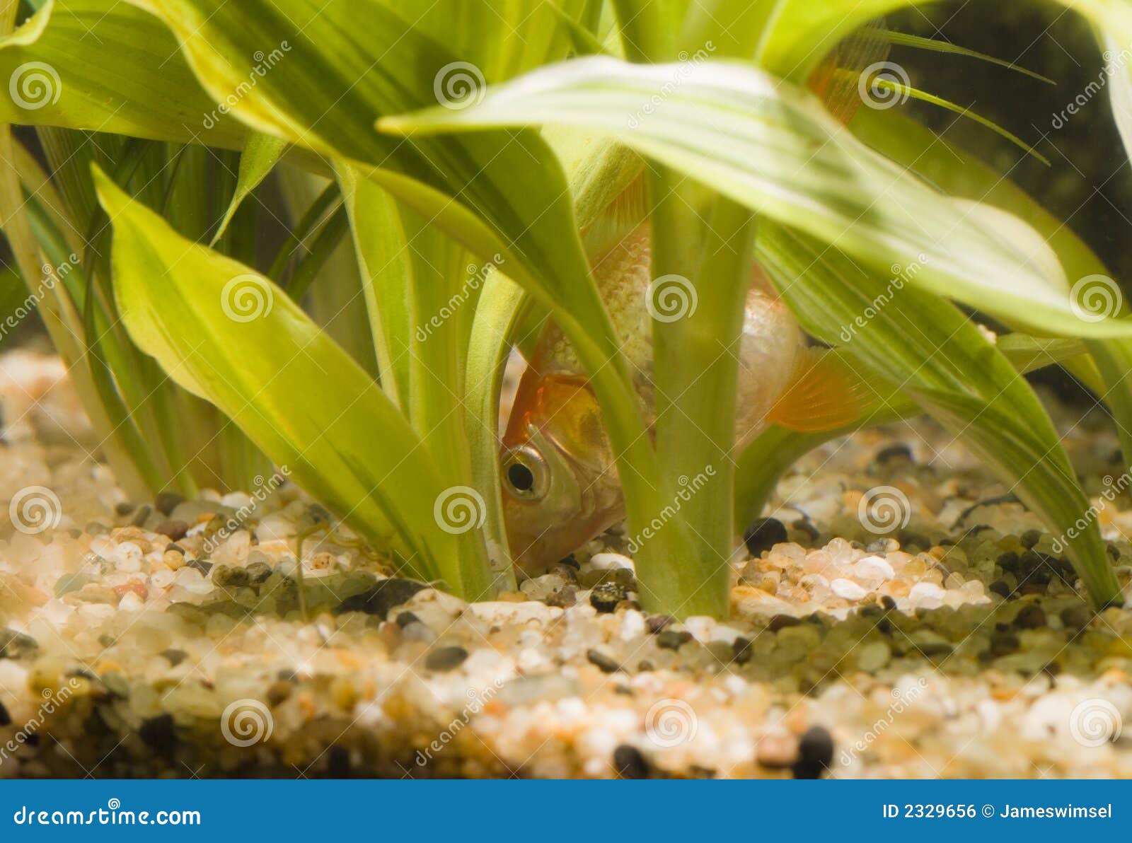 Goldfish eating 02 stock photo. Image of sand, breath 2329656