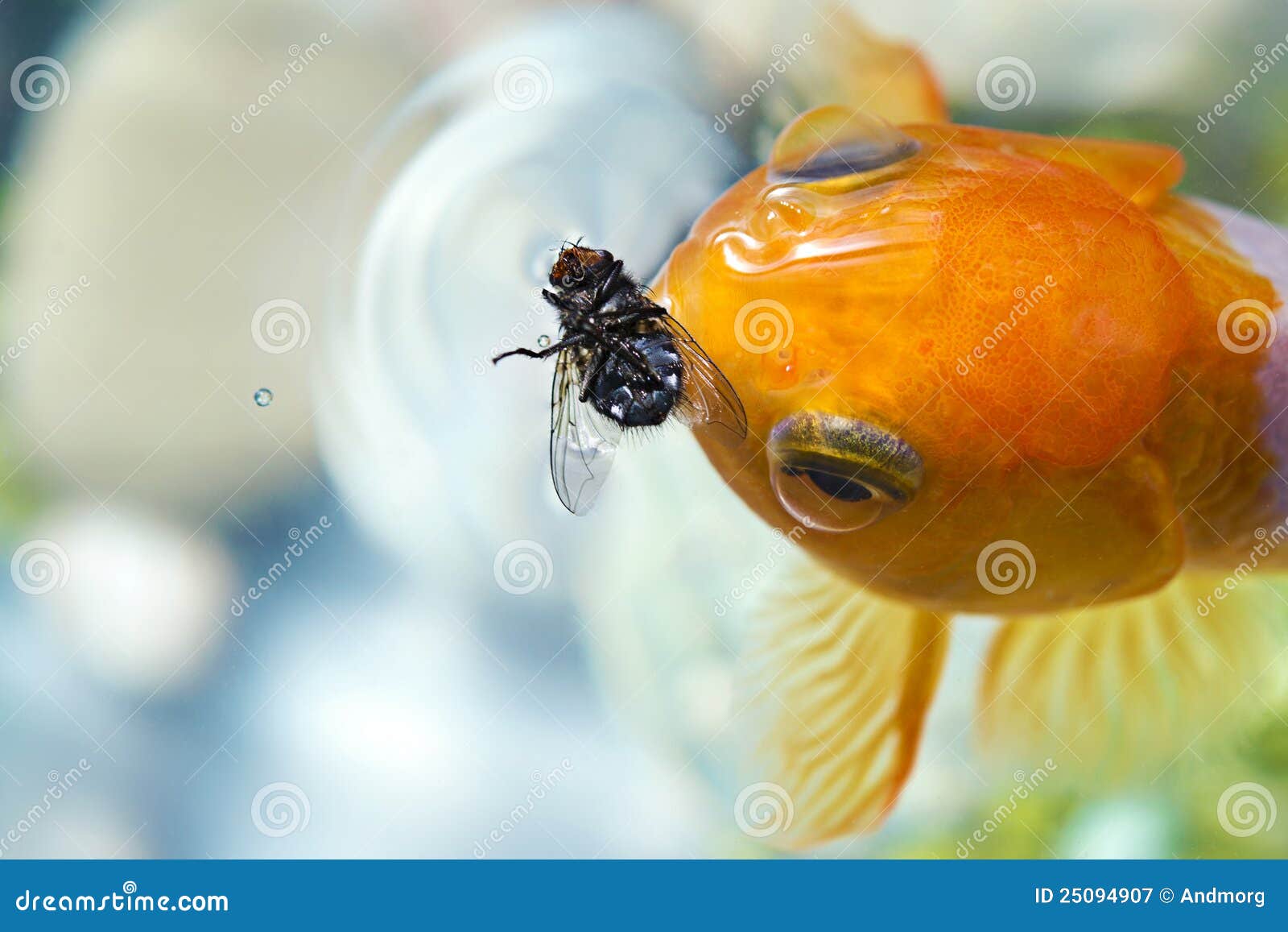 Goldfish eating fly stock image. Image of fish, tank 25094907