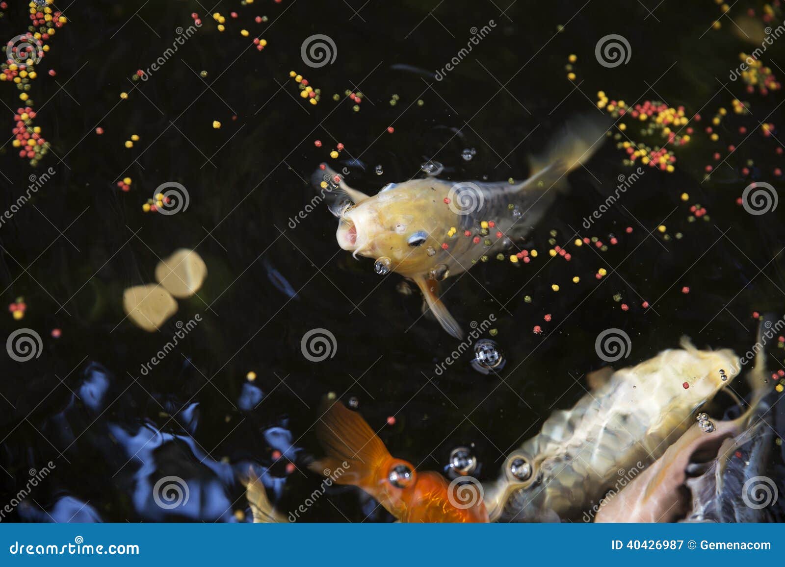 Goldfish stock image. Image of eating, horizontal, garden 40426987