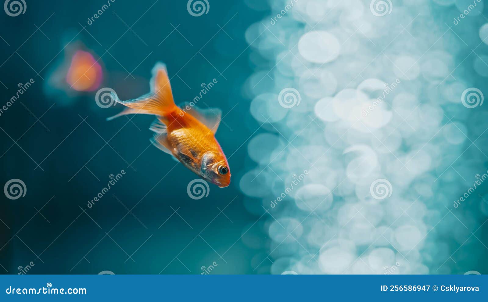 Goldfish with Fins Swimming in Aquarium on Blue Background. Fish