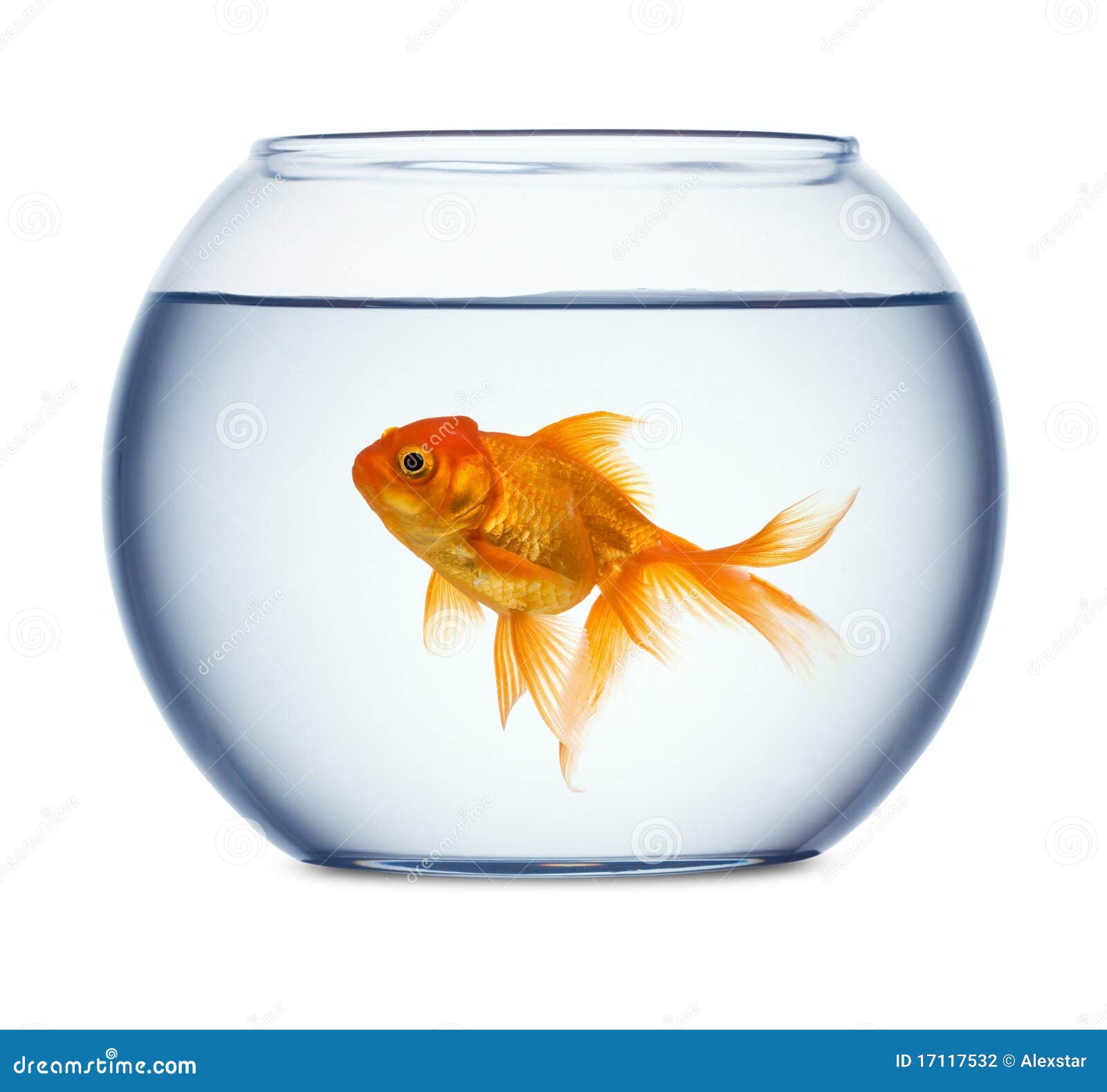 goldfish in a fishbowl