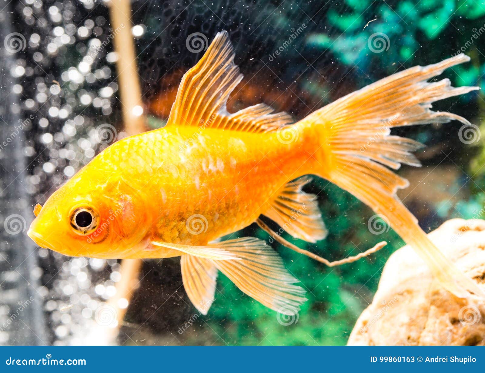 Goldfish Floating in an Aquarium at Home Stock Image Image of tail, aquatic 99860163