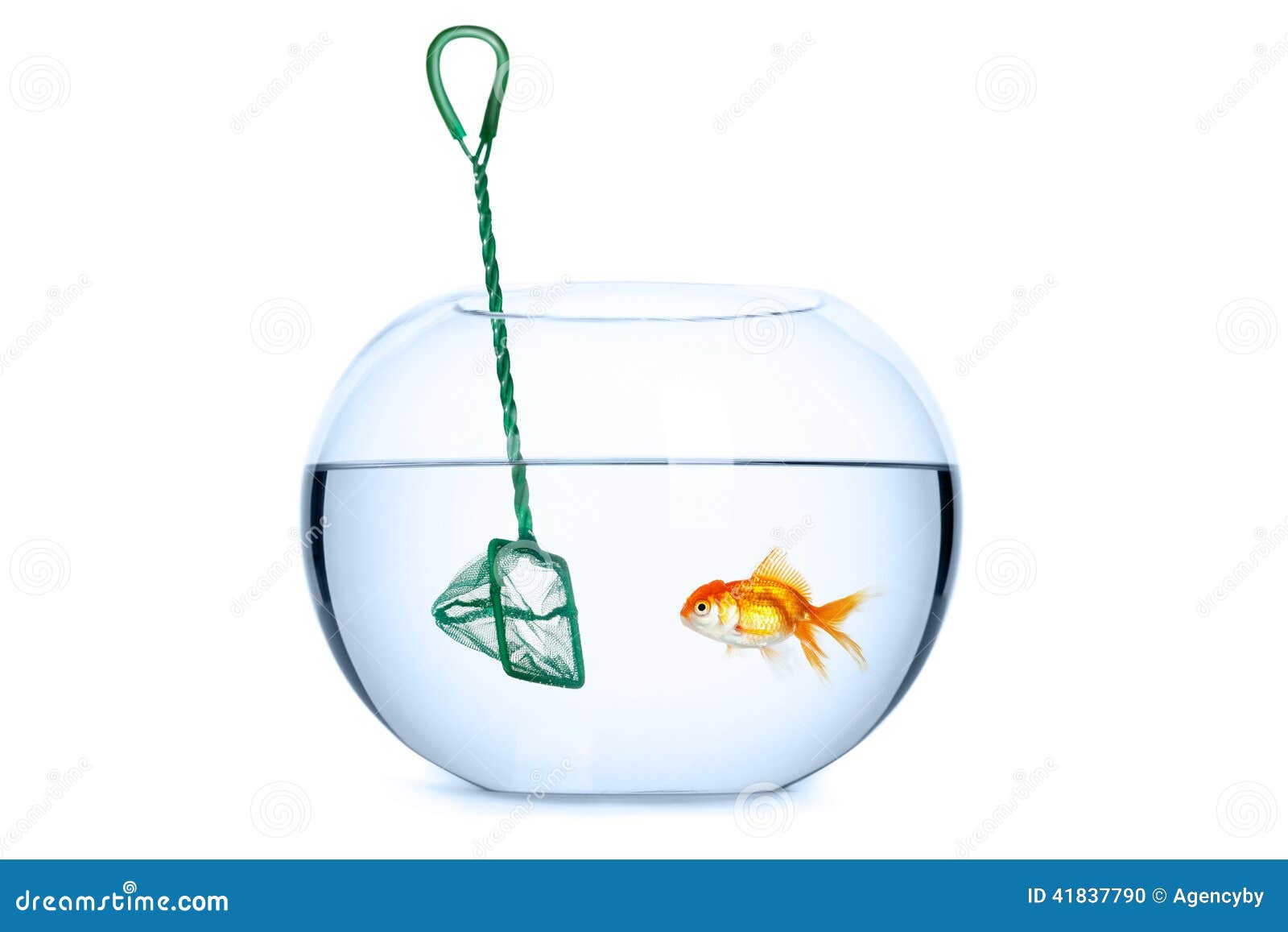 Goldfish in front of a net stock photo. Image of fishbowl - 41837790