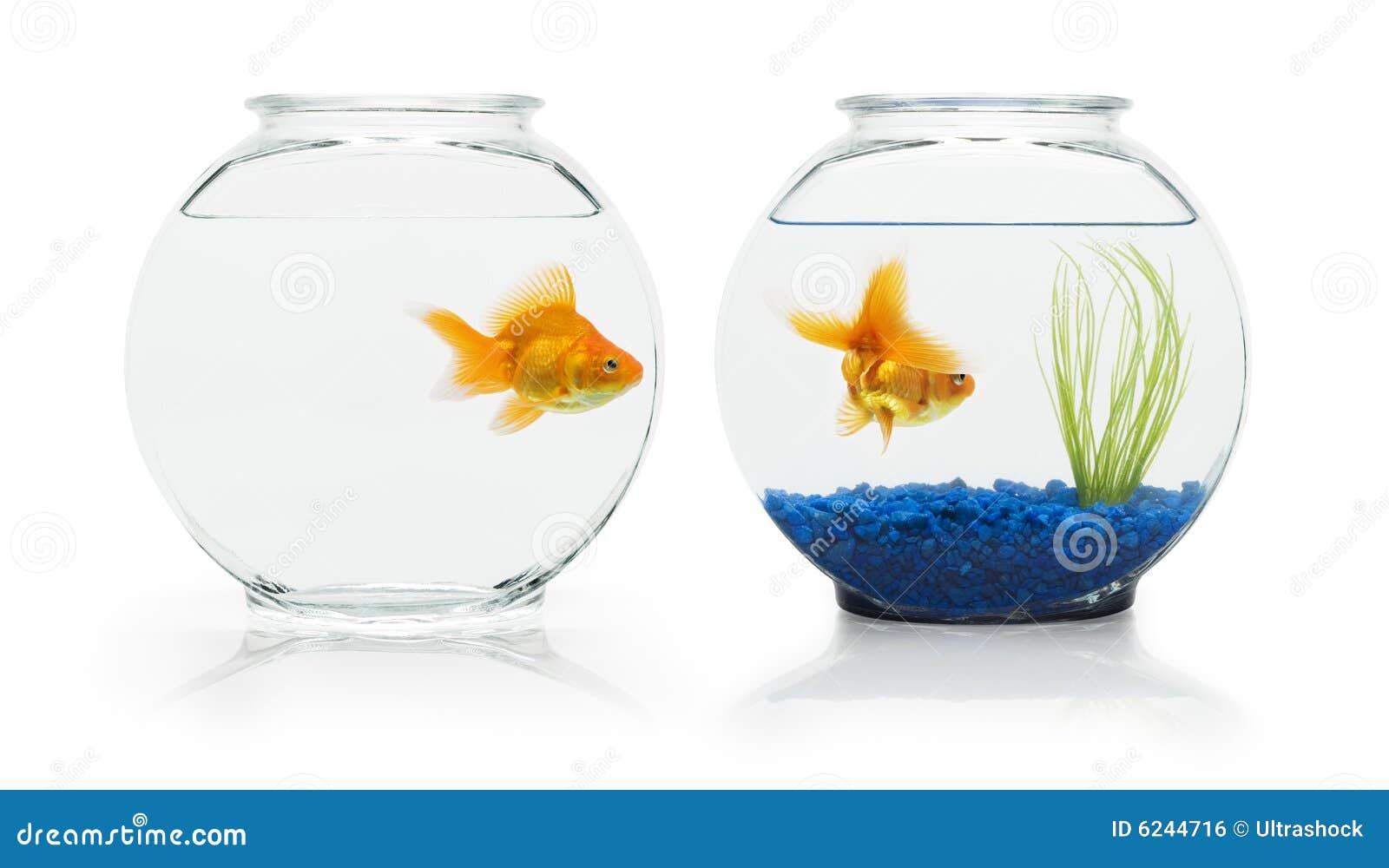 Goldfish Habitats stock photo. Image of animal, domestic 6244716
