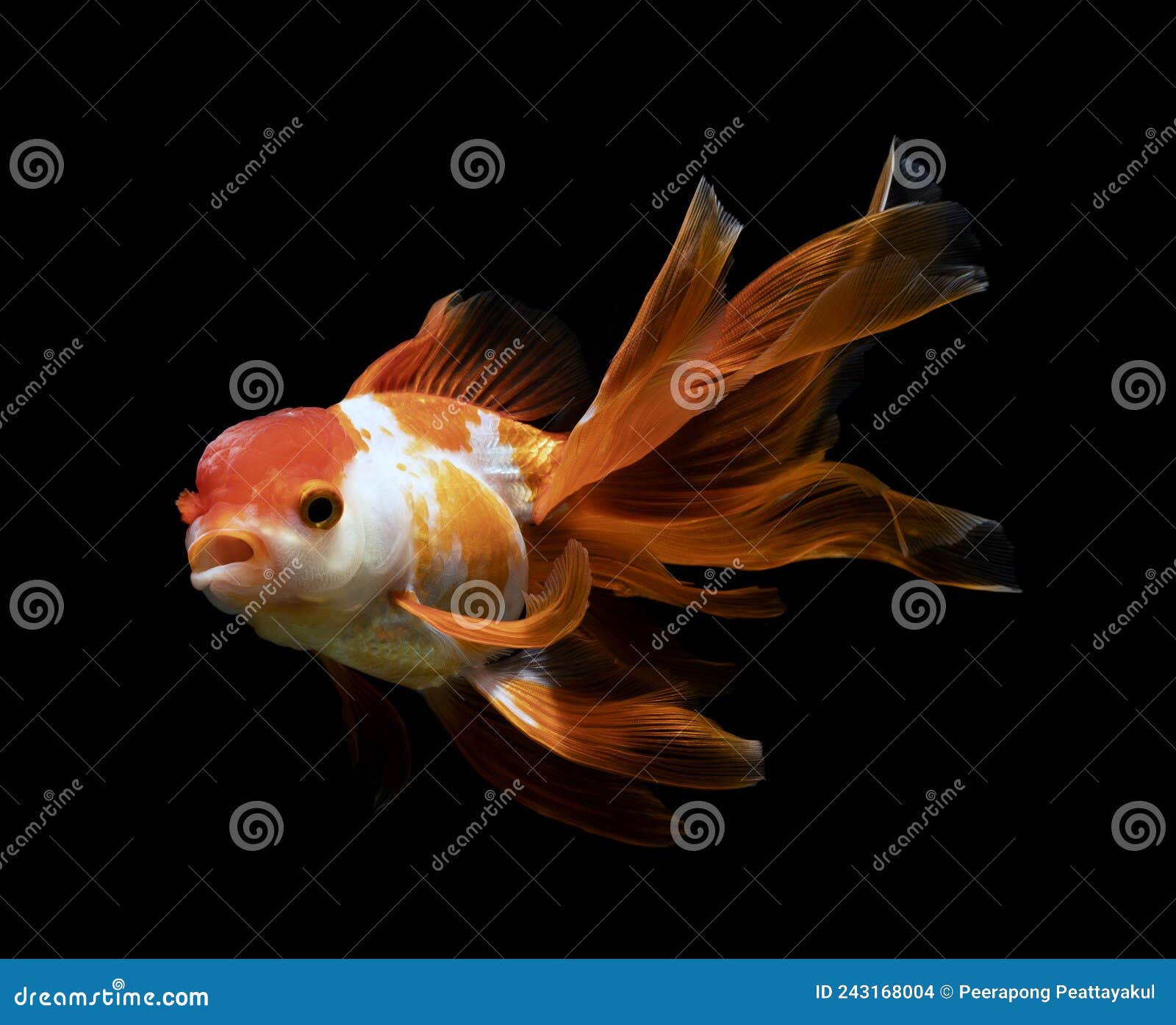 Goldfish Isolated on a Dark Black Background Stock Photo - Image of