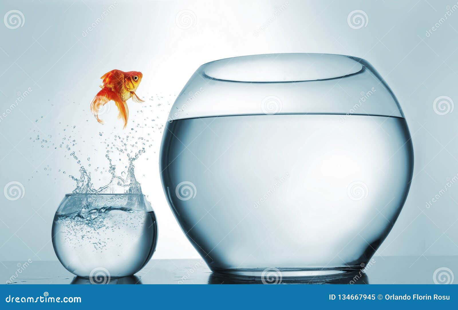 goldfish jumping in a bigger bowl - aspiration and achievement concept