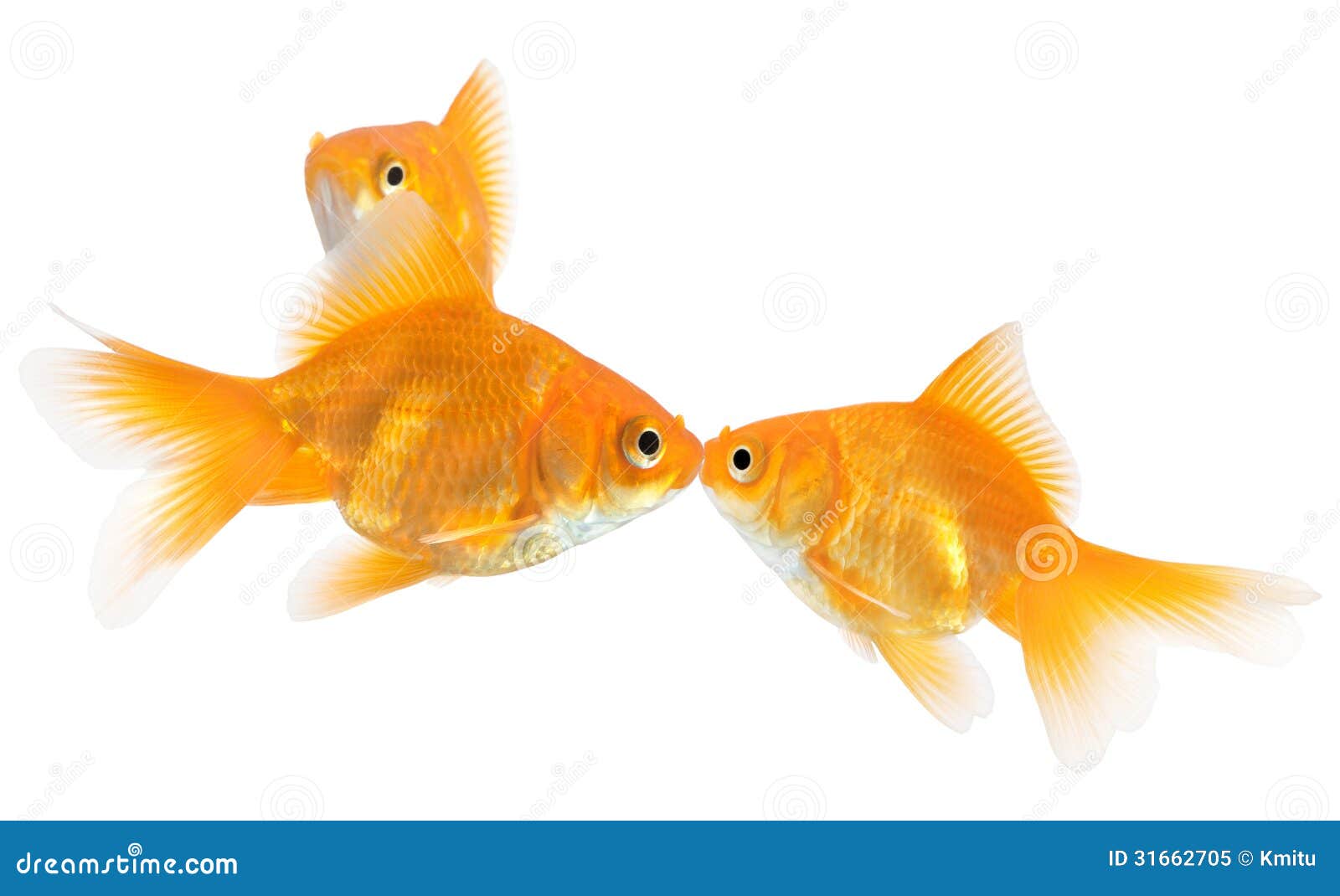 Goldfish Kiss Nail Art Decals - wide 1