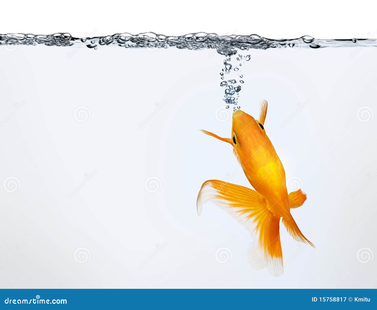 Goldfish Making Air Bubbles Stock Image Image of high, ripple 15758817