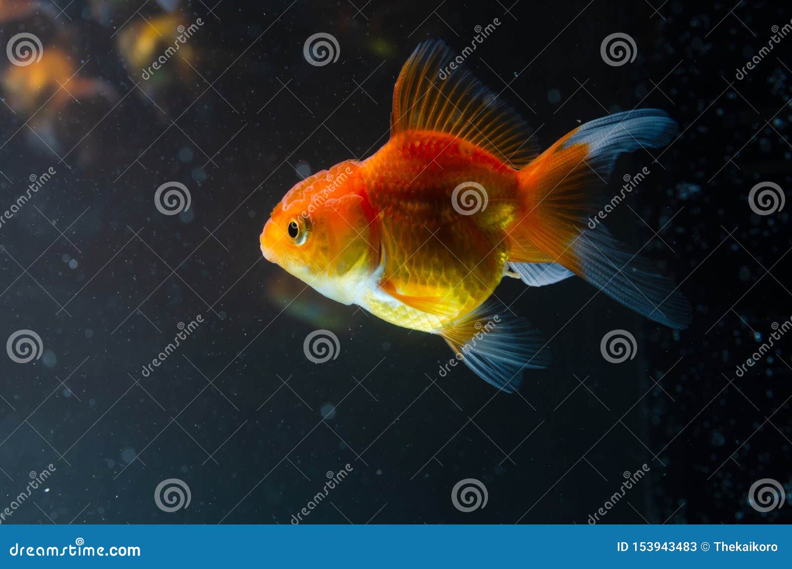 Goldfish Nature Beautiful Fish Against The Dark Background Stock Image Image Of Black Jelly 153943483