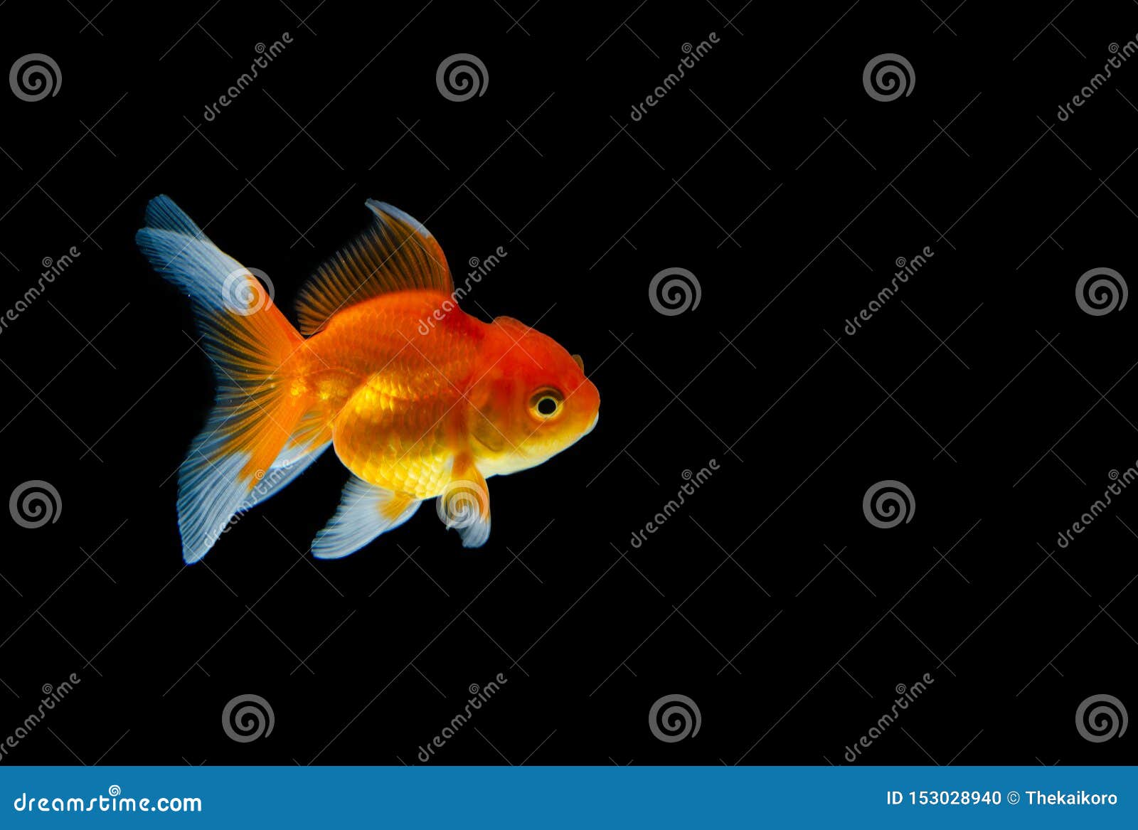 Goldfish Nature Beautiful Fish Against the Dark Background Stock ...