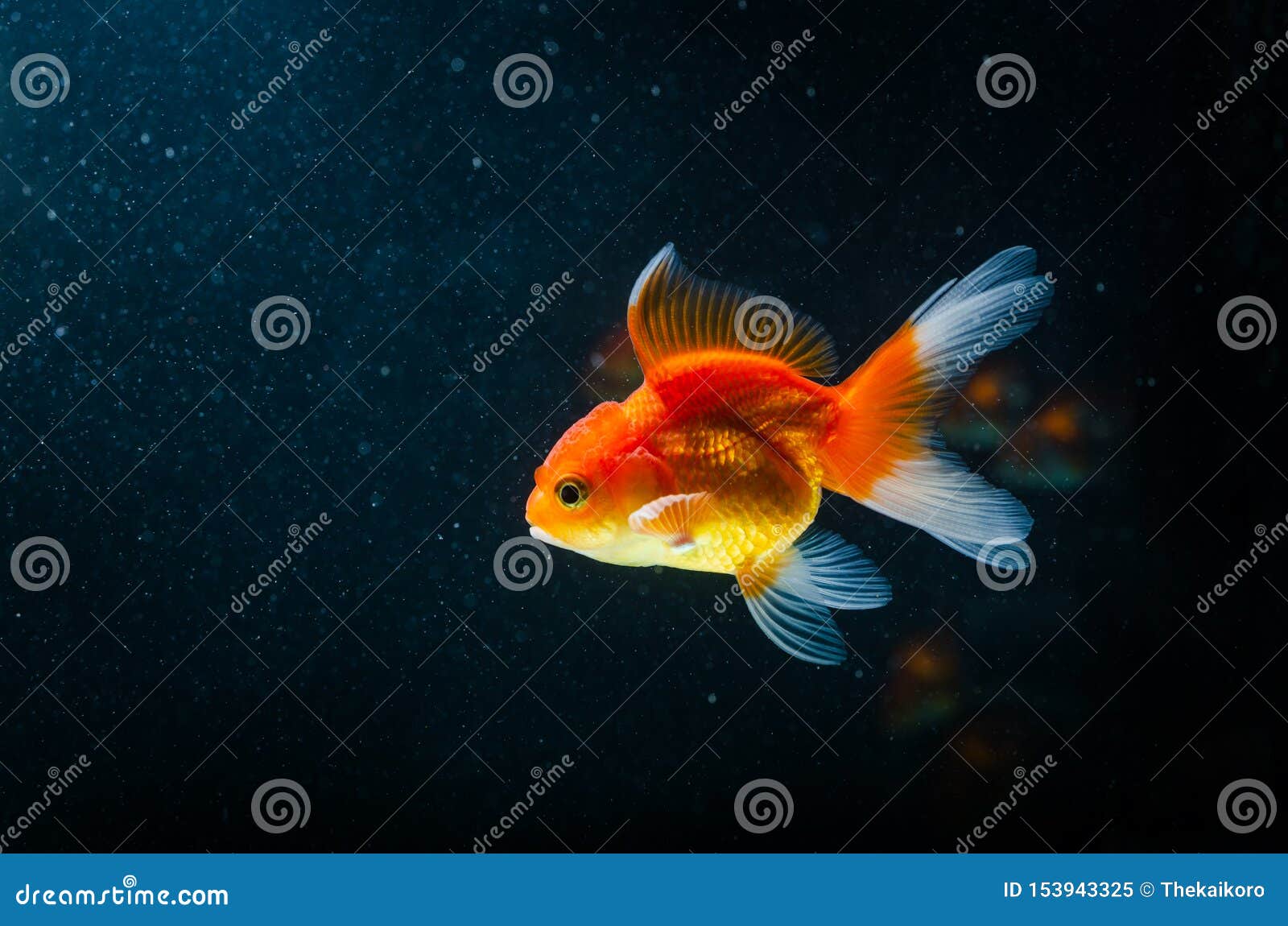 Goldfish Nature Beautiful Fish Against the Dark Background Stock ...