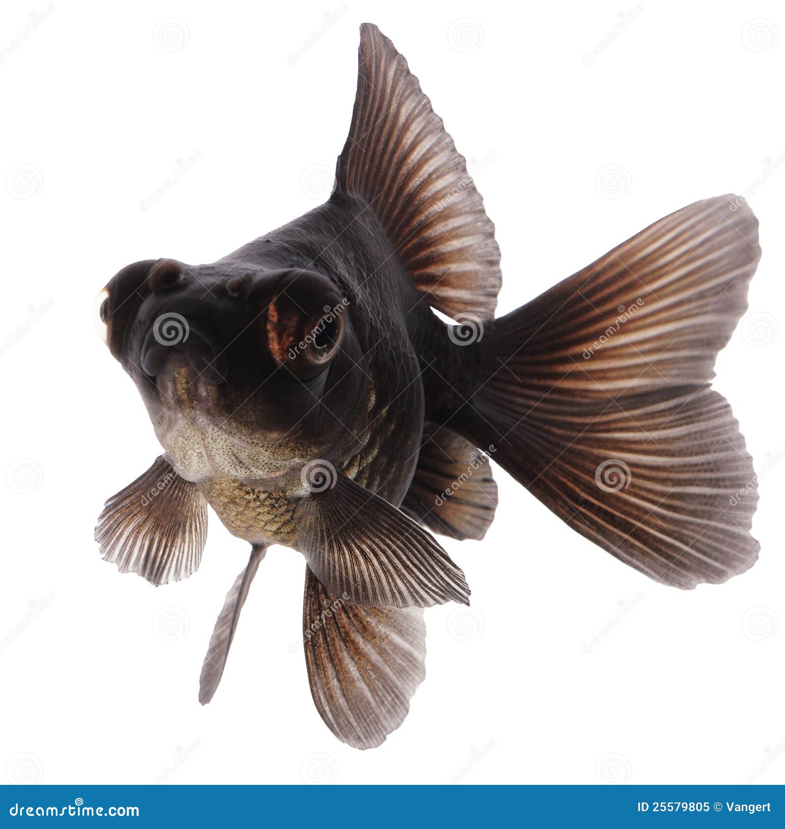 Goldfish negro imagen de archivo. Imagen de animal, flotador - 25579805