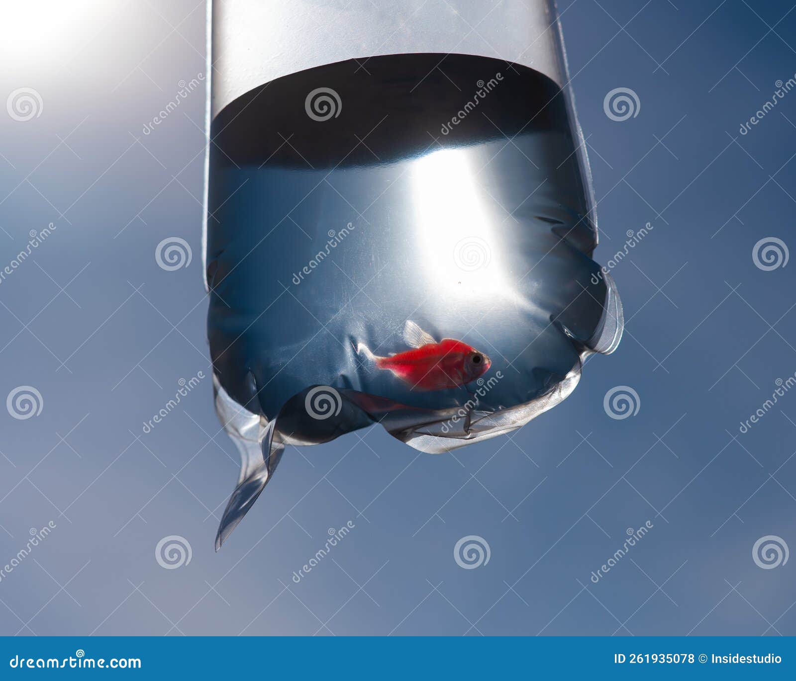 Goldfish in a Plastic Bag. Fish from the Pet Store. Stock Photo Image
