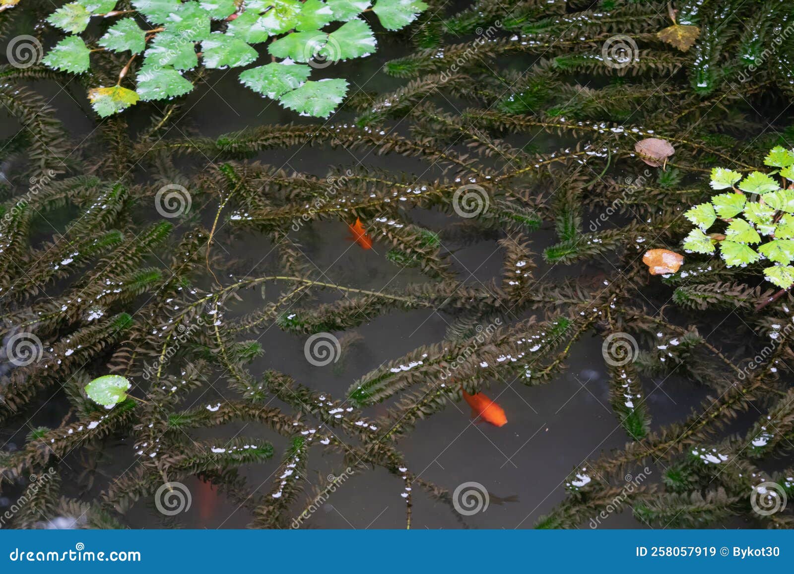 Goldfish Swim in the Pond. Algae in the Water Stock Image Image of