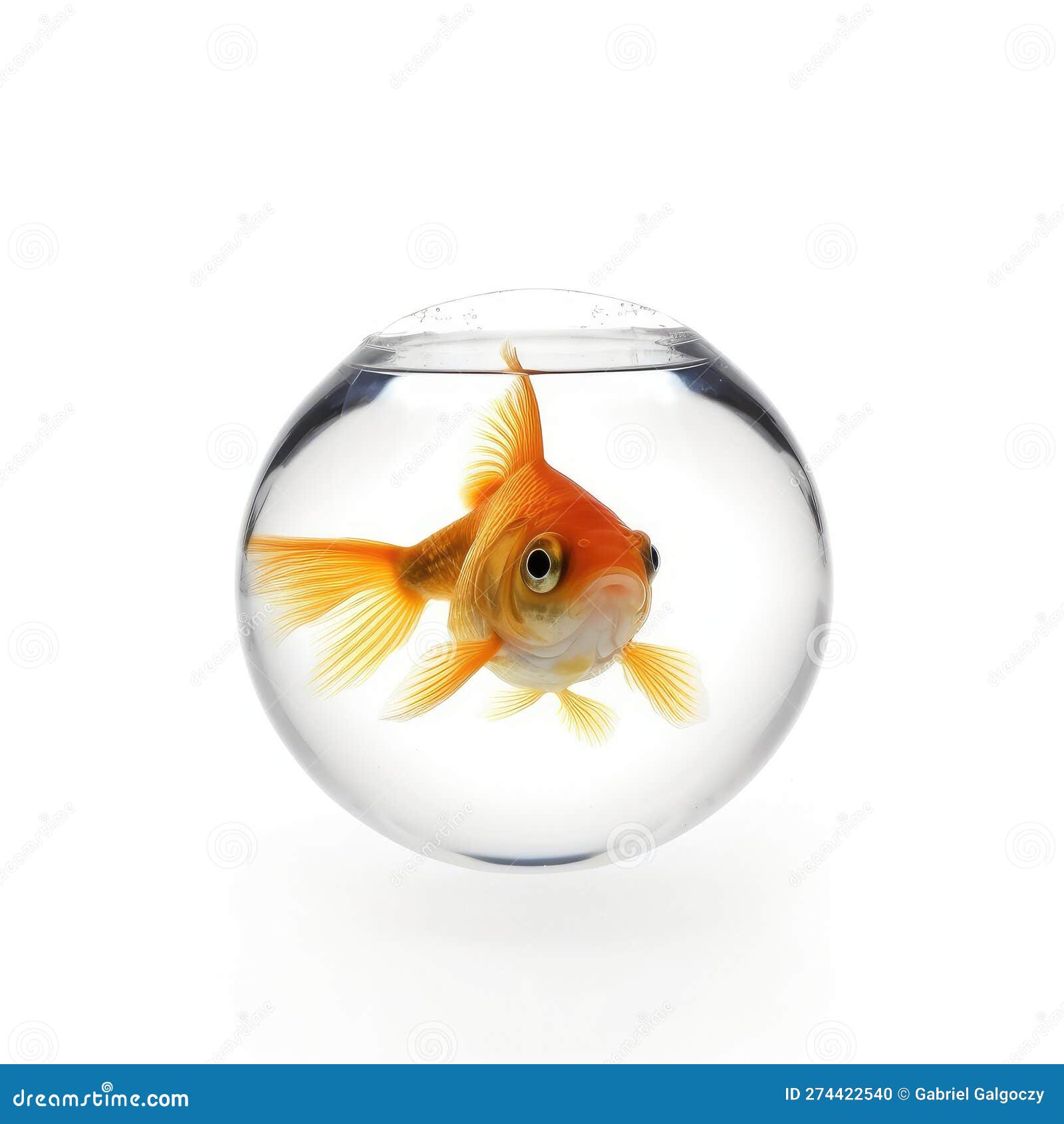 Goldfish in a Round Aquarium on a White Background Stock Photo