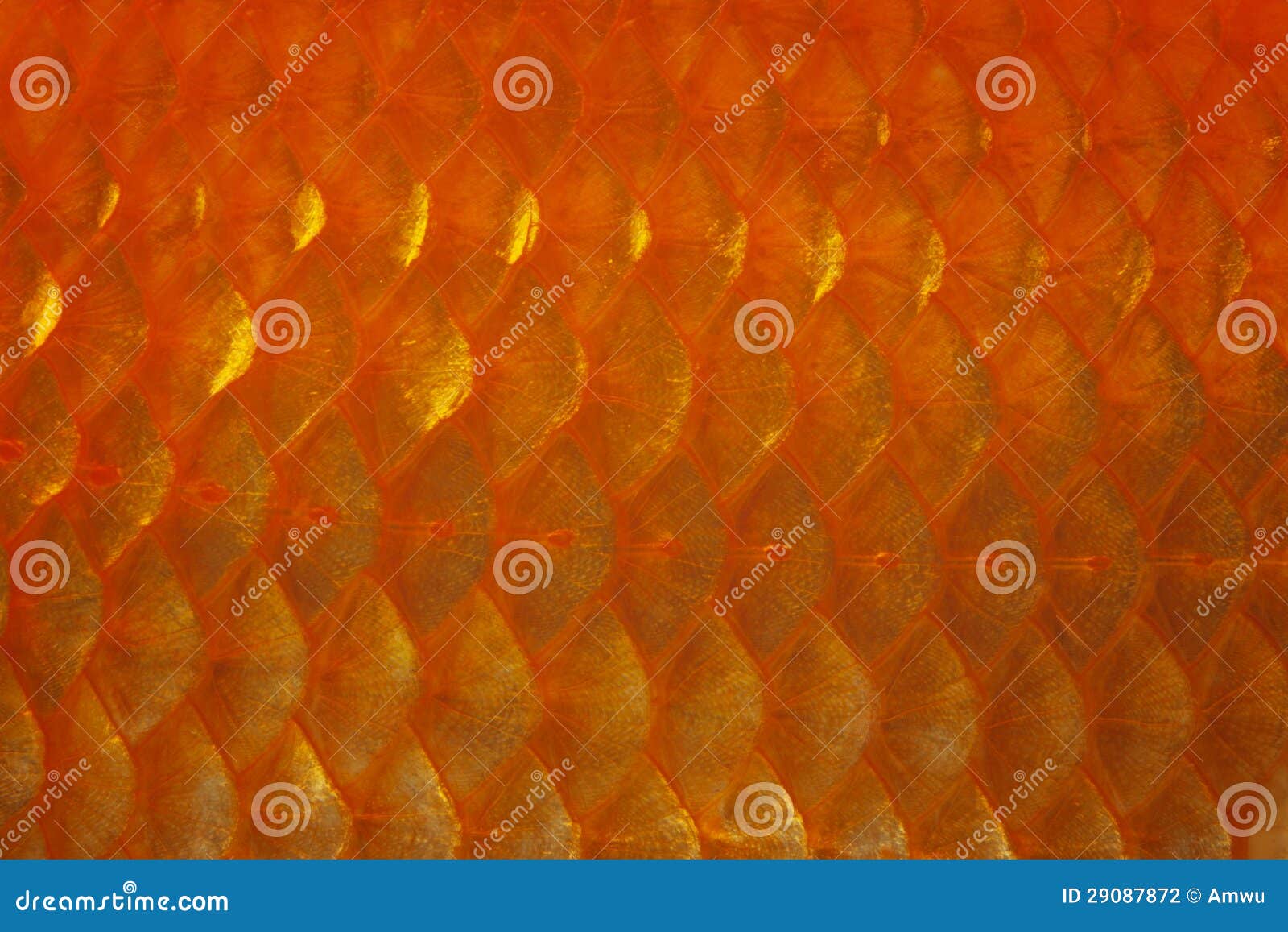 Goldfish Scale stock photo. Image of yellow, orange, colorful 29087872