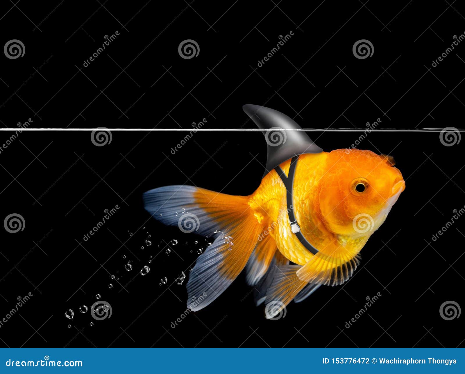 Goldfish with Shark Fin Swimming on Black Background ,Gold Fish Swim with  Floating Bubbles,Decorative Aquarium Fish,Gold Fish Isol Stock Photo -  Image of gold, closeup: 153776472