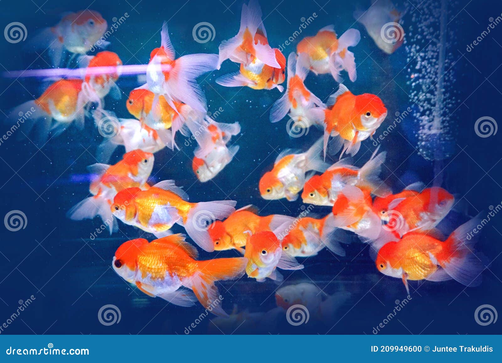 Goldfish stock photo. Image of background, gold, bowl 209949600