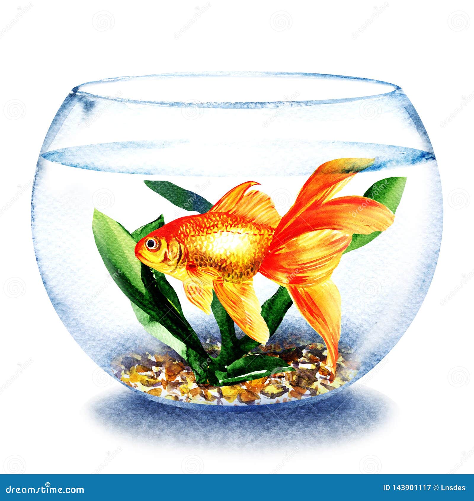 Transparent Goldfish Bowl Stock Illustrations 485 Transparent Goldfish Bowl Stock Illustrations Vectors Clipart Dreamstime