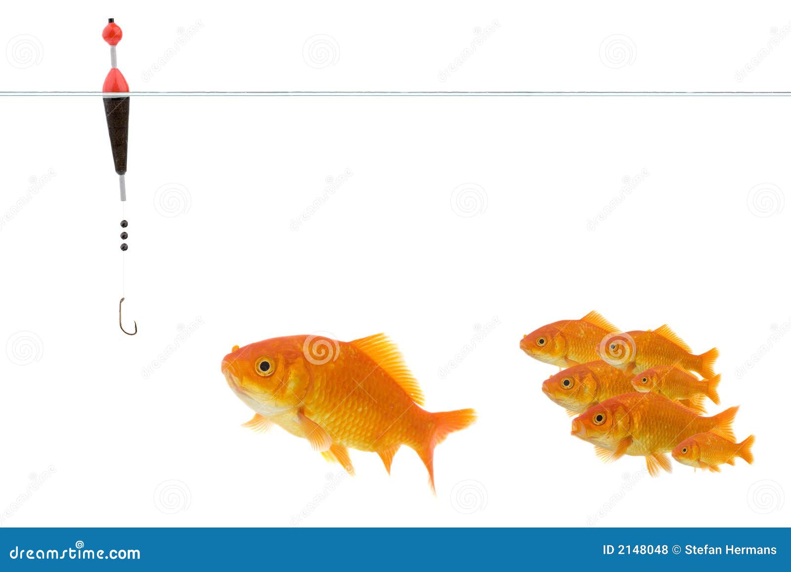 goldfish taking the bait