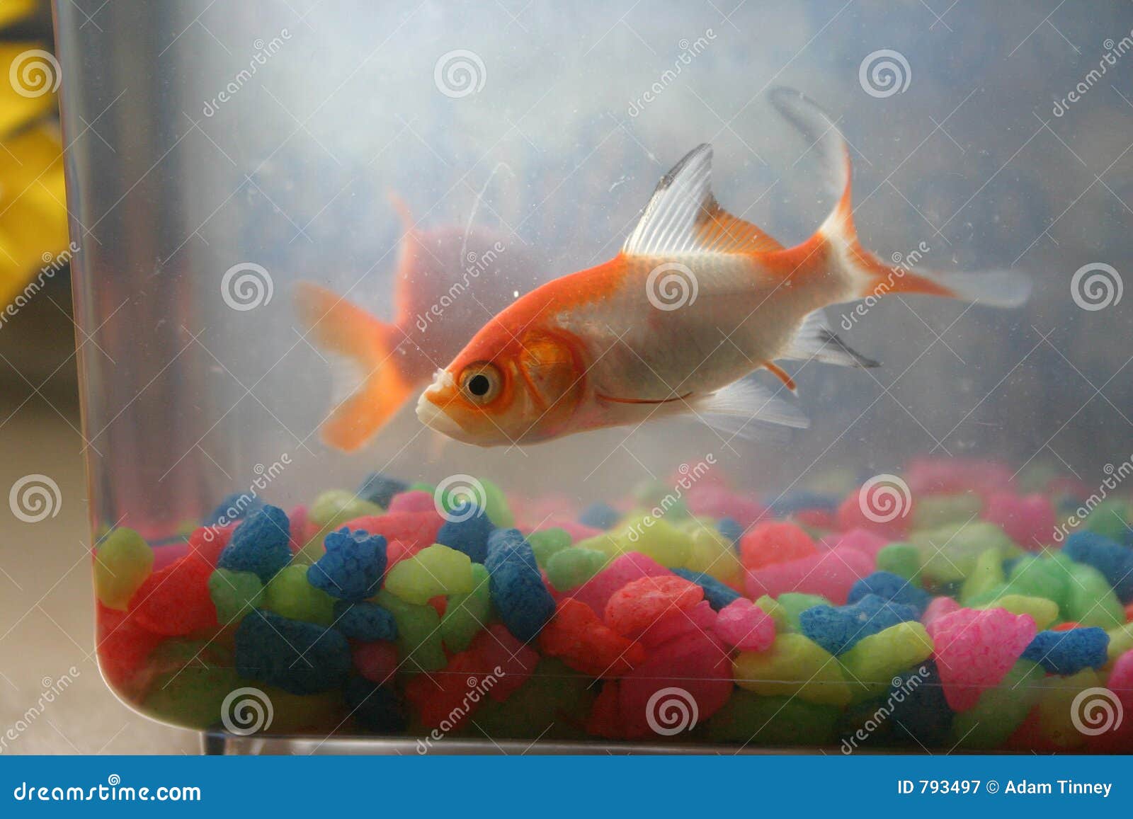 Goldfish in Tank stock image. Image of jump, goldfish, swim 793497