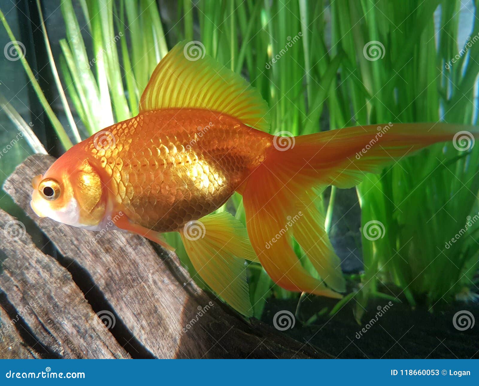 Fancy Goldfish & X27;Aqua& X27; Stock Image - Image of fishtank, tank:  118660053