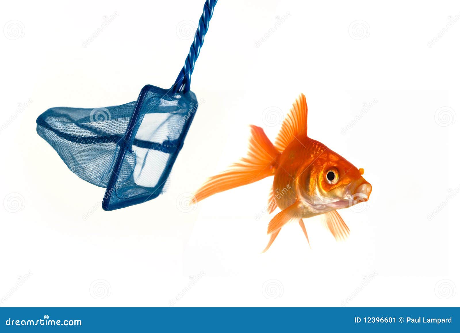 212 Goldfish Net Stock Photos - Free & Royalty-Free Stock Photos from  Dreamstime