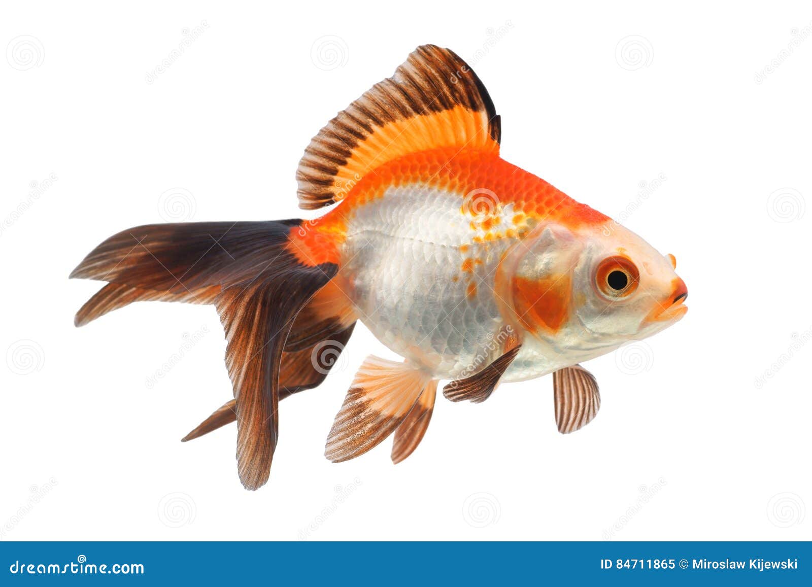 2,706 Animals Transparent Background Stock Photos - Free & Royalty-Free Stock Photos from Dreamstime 2,706 Animals Transparent Background Stock Photos - Free & Royalty-Free Stock Photos from Dreamstime