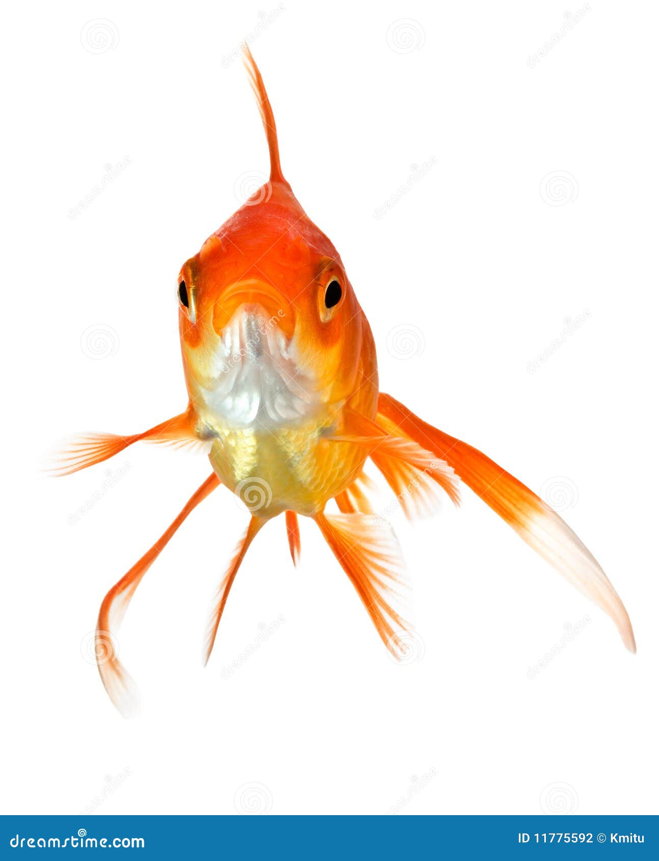 Goldfish on White - Front View Stock Photo - Image of gold, single: 11775592