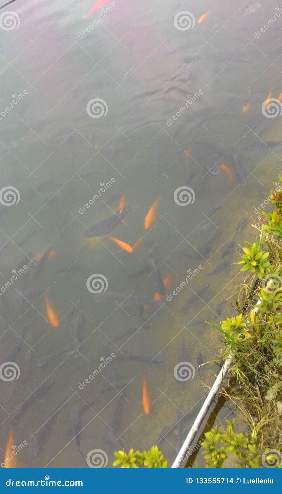 Goldfish στη λίμνη στην Ταϊβάν. Goldfish στη λίμνη κατά τη τοπ άποψη στον κήπο σφενδάμνου, Ταϊβάν Λίμνη κράτησης, που ανοίγει το 2012