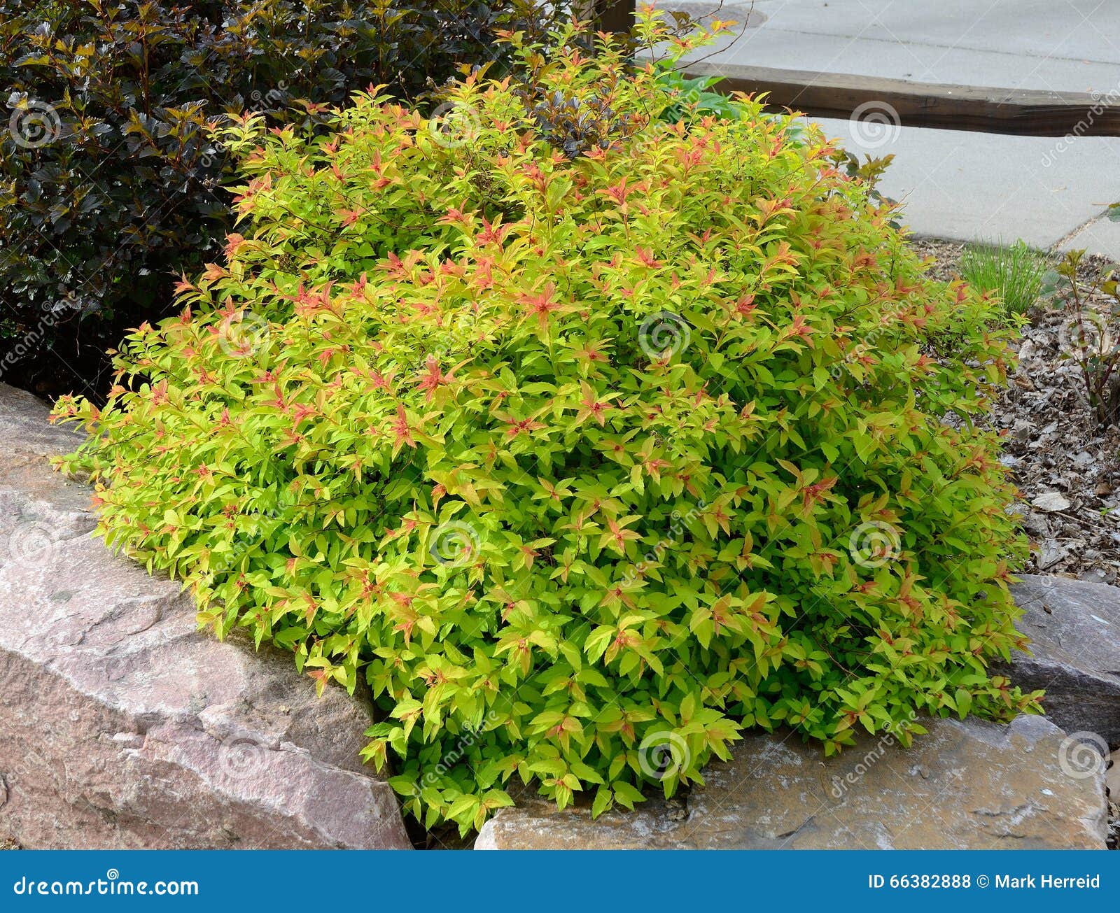 https://thumbs.dreamstime.com/z/goldflame-spirea-landscaping-shrub-compact-mounded-deciduous-66382888.jpg