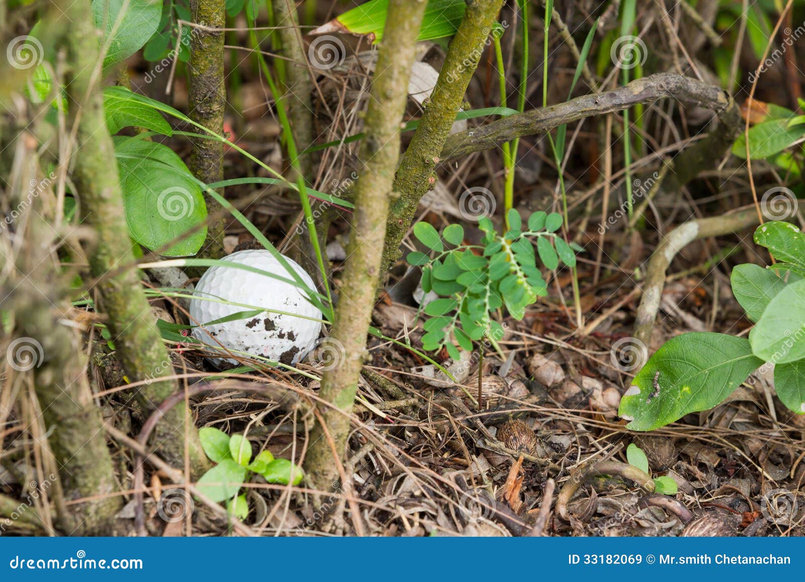 Golf ball in the bush stock image. Image of golfer, close 33182069