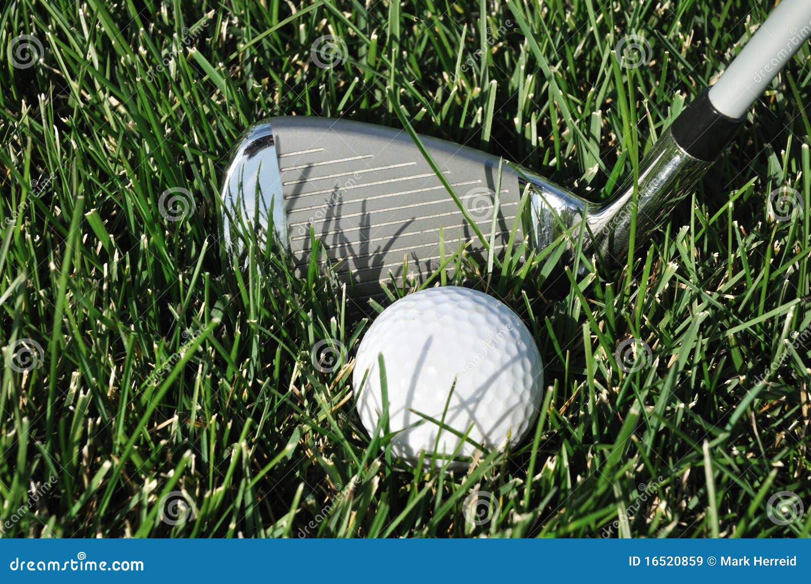 Golf Ball and Club in Long Grass Stock Image Image of ball, sport