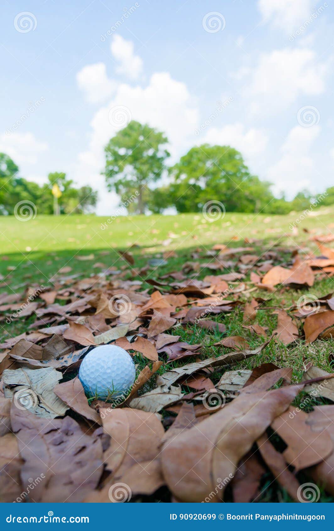 Golf ball on dry leaves stock image. Image of golf, sunset 90920699